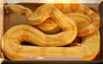 AlbinoPHetAnery M 06-04-06 Pic 1.jpg (108760 bytes)