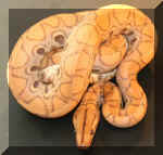 BRB-HypoML M 06-04-06 Pic 1.jpg (92890 bytes)