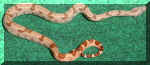 CherrySalF1-09-17-06.jpg (140456 bytes)